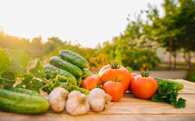 Fresh vegetables on a wooden background. Cucumbers, tomatoes, garlic, dill. Contoured sunlight. Organic farm. Organic vegetables. Summer harvest.