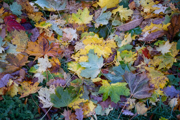 Foliage on the ground