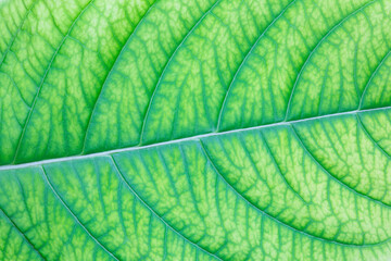 Naklejka na ściany i meble Close-up shot of green leaf showing detailed.