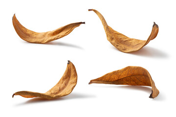 Fototapeta premium dry leaf shape on white