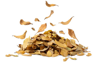 Dry leaves fall in heaps on a white