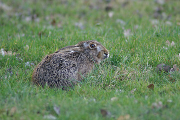 A portrait of an European Hare in a fresh green meadow
