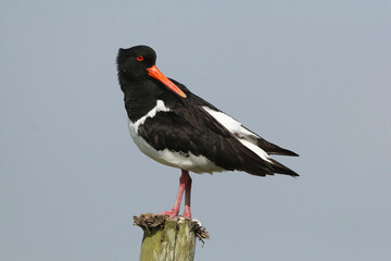 Portrait of an Eurasian Oystercatcher perched on a pole against a blue sky
