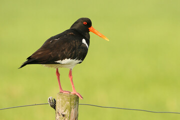 Portrait of an Eurasian Oystercatcher perched on a pole against a green background

