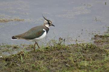 A Northern Lapwing standing at the edge of a flooded meadow
