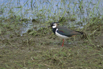 A Northern Lapwing standing at the edge of a flooded meadow
