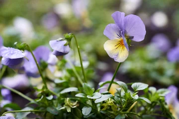Foto op Canvas Blooming pansy growing outdoors © Madeleine Steinbach