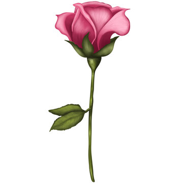 Hand drawn watercolor one pink rose isolated on transparent background.