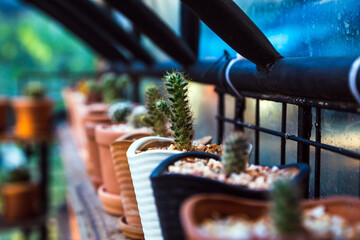 .Experiment for growing cactus in the farm.