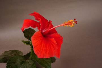 Bright large flowers of red hibiscus in basket. © Raksha Shelare