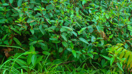 beautiful green leaves as the background