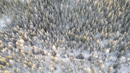 Lapland, Scandinavia in winter. Aerial view of winter forest covered in snow, drone photography - panoramic image of Beautiful frosty trees, christmas time, Happy new year.