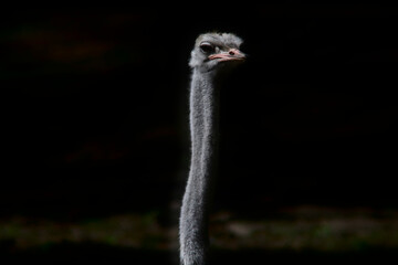 Autruche