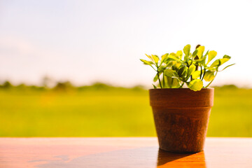 Potted plants placed on wooden floor with blurred background of spring meadow. Blurred focus.