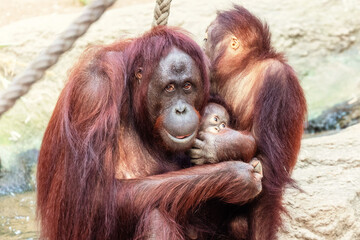 Orang Utan Familie