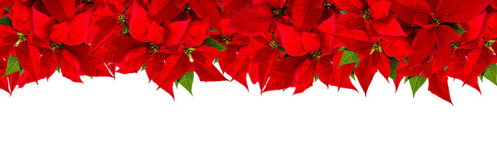 PNG Christmas banner Red poinsettia flower isolated - Powered by Adobe