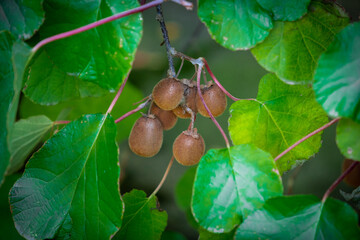  Closeup shot of kiwi plants hanging on tree branches