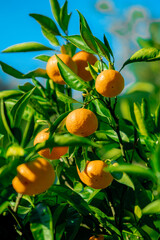  Orange trees with ripe fruits