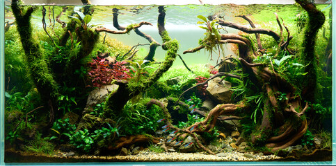 Beautiful freshwater aquascape with live aquarium plants, Frodo stones, redmoor roots covered by...