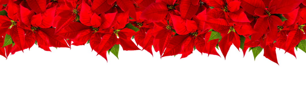 PNG Christmas banner Red poinsettia flower isolated