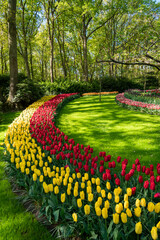 Obraz premium tulip flowers on flowerbed in city park