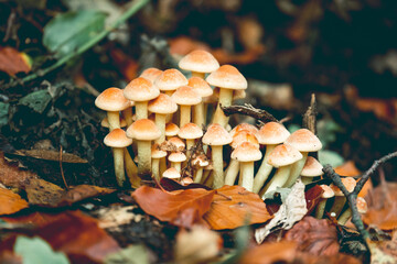 close up of edible mushrooms. honey agarics in a forest