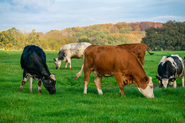 Dairy cows grazing on lush green pasture