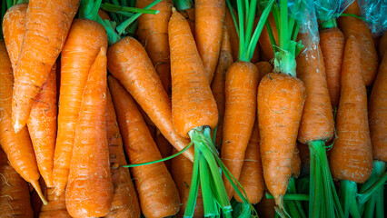 Homegrown fresh harvest of orange garden carrots. Ripe carrots