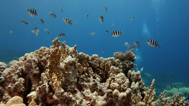 Scissortail sergeant fish flock swimming in coral reef, slow motion. Underwater life exploring, marine ecosystem, undersea nature, striptailed damselfish close view