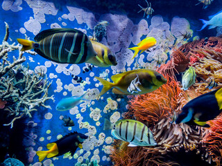  Underwater Scene With Coral Reef And Tropical Fish