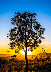 Fototapeta premium tree in the sunset