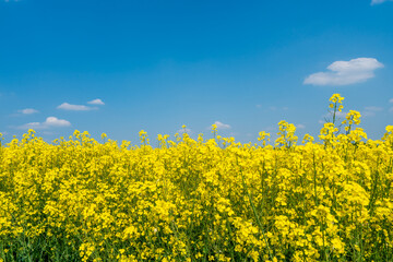Rapeseed field and blue sky as the embodiment of the Ukrainian flag