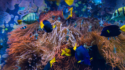 Fototapeta na wymiar Underwater scene. Coral reef, fish groups in clear ocean water