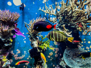 Obraz na płótnie Canvas Underwater scene. Colorful and vibrant aquarium life