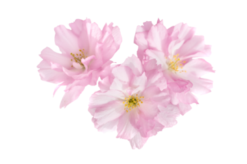 Pink sakura flowers in PNG isolated on transparent background