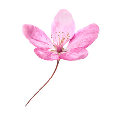 Pink sakura flower with stem in PNG isolated on transparent background