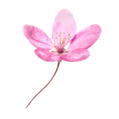Fotobehang Pink sakura flower with stem in PNG isolated on transparent background © Pavlo Vakhrushev