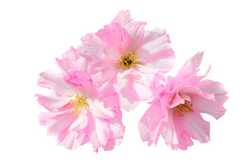 Fototapeta na wymiar Pink sakura flowers in PNG isolated on transparent background