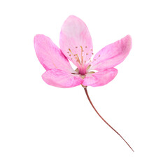 Pink sakura flower with stem in PNG isolated on transparent background