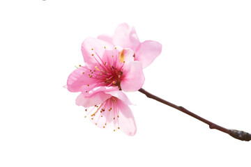 Fototapeta na wymiar Pink flowers branch in PNG isolated on transparent background