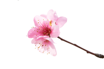 Pink flowers branch in PNG isolated on transparent background