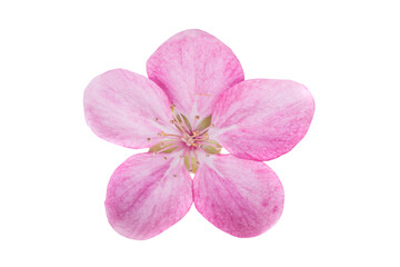 Pink sakura flower in PNG isolated on transparent background © Pavlo Vakhrushev