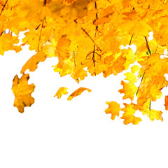 Yellow and orange autumn leaves in PNG isolated on transparent background