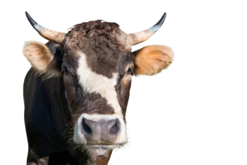 Foto op Plexiglas Funny cow head from farm in PNG isolated on transparent background © Pavlo Vakhrushev
