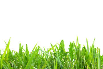 Green grass field in PNG isolated on transparent background