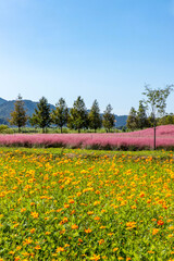 Obraz premium flowers in the garden