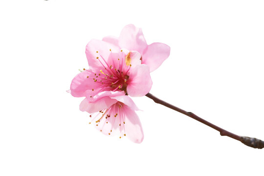 Pink Flowers Branch In PNG Isolated On Transparent Background