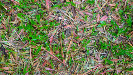 Beautiful green grass with dry leaves in the background