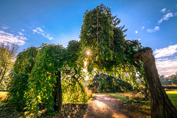 Pathway leading through a narural trees arch tunnel and foliage. Sunny rays through leaves and blue sky. Beautiful sunset light background - 548228780