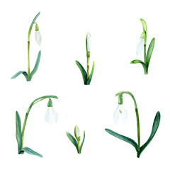 Fototapeta na wymiar Snowdrops set. Hand drawn watercolor illustration isolated on a white background